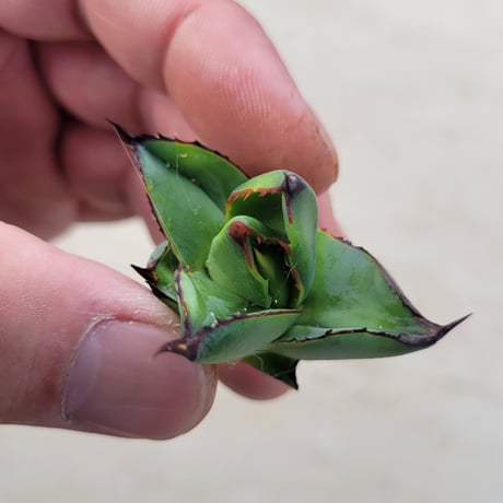 AGAVE ISTHMENSIS × VICTORIAE-REGINAE
