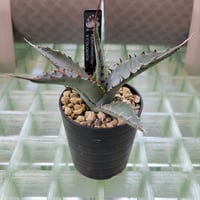 AGAVE KERCHOVEI(SP.)×COLORATA【カトーエンゲーハイブリッド】
