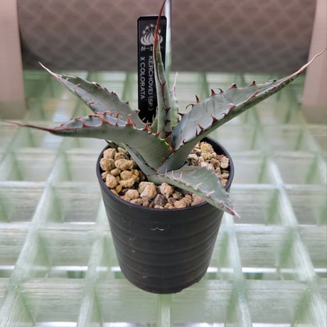 AGAVE KERCHOVEI(SP.)×COLORATA【カトーエンゲーハイブリッド】