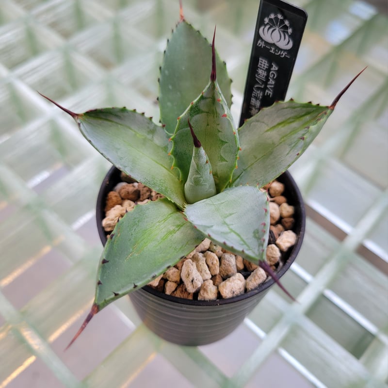 AGAVE 曲刺八荒雷神 | カトーエンゲー東京