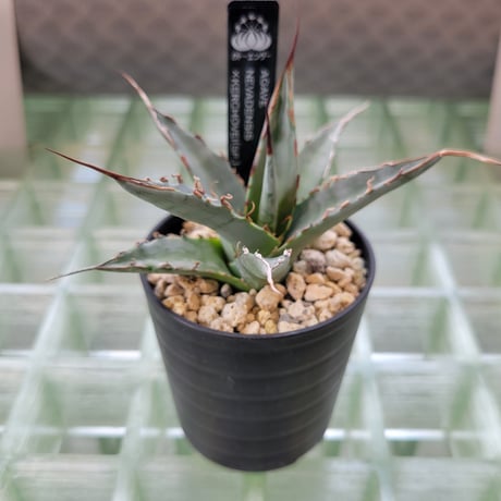 AGAVE UTAHENSIS NEVADENSIS×KERCHOVEI(SP.) 【カトーエンゲーハイブリッド】