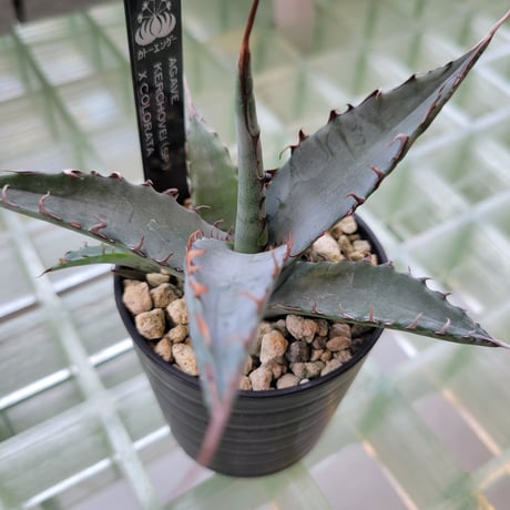 AGAVE KERCHOVEI(SP.)×COLORATA【カトーエンゲーハイブリッド】