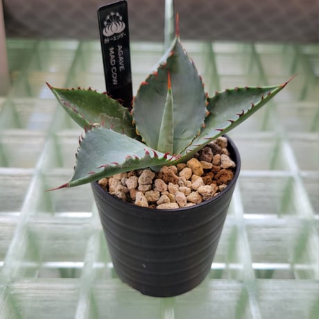 AGAVE MAD COW(COLORATA×BOVICORNUTA)