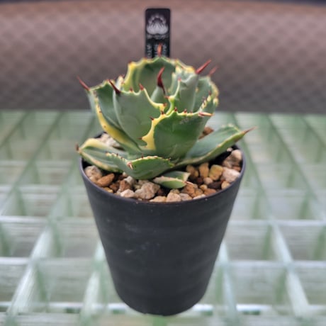 AGAVE ISTHMENSIS ATOMIC GOLD