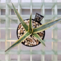 AGAVE LECHUGUILLA VARIEGATA
