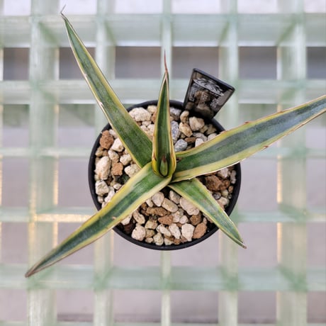 AGAVE LECHUGUILLA VARIEGATA
