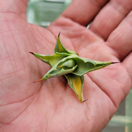 AGAVE OVATIFOLIA AWAKENING ANGEL  A