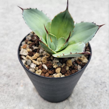 AGAVE PARRYI TRUNCATA VARIEGATA凸凹