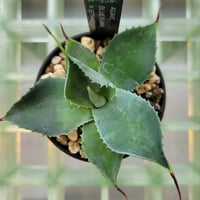 AGAVE BFI(BLUE FLAME×ISTHMENSIS)
