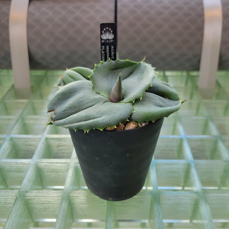 AGAVE MARMORATA PAPILIO PLATANOIDES
