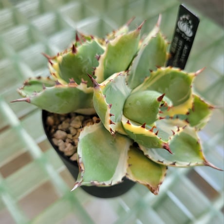 AGAVE ISTHMENSIS 甲蟹錦