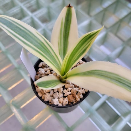AGAVE DESMETTIANA 雪月花