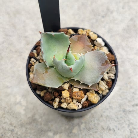 AGAVE ISTHMENSIS INLAND FORM②