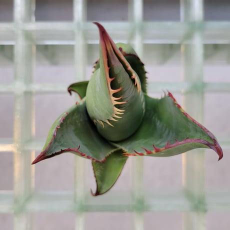 AGAVE SHAWII①