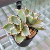 AGAVE ISTHMENSIS 甲蟹錦