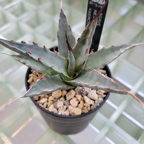 AGAVE UTAHENSIS NEVADENSIS×KERCHOVEI(SP.) 【カトーエンゲーハイブリッド】