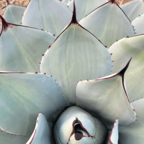AGAVE PARRYI TRUNCATA VARIEGATA凸凹