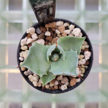 AGAVE ISTHMENSIS INLAND FORM