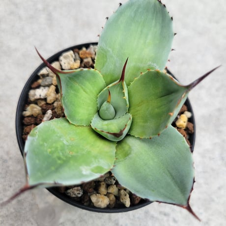 AGAVE PARRYI TRUNCATA VARIEGATA凸凹