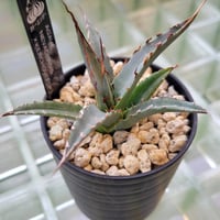 AGAVE UTAHENSIS NEVADENSIS×KERCHOVEI(SP.) 【カトーエンゲーハイブリッド】