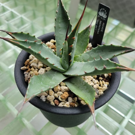 CATEGORY AGAVE | カトーエンゲー東京