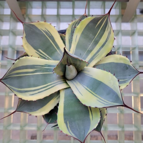 AGAVE PARRYI TRUNCATA ORIZABA