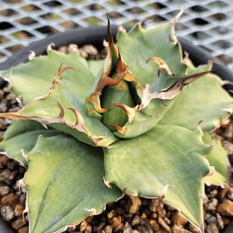 AGAVE FO-076 TIGER