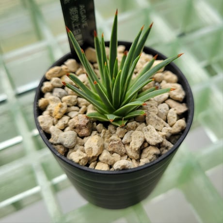 AGAVE 姫吹上白覆輪