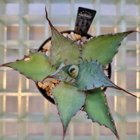 AGAVE SHAWPOT SHAWII × POTATORUM
