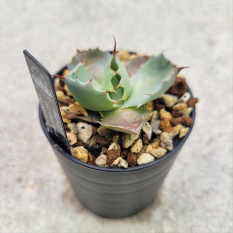 AGAVE ISTHMENSIS INLAND FORM①