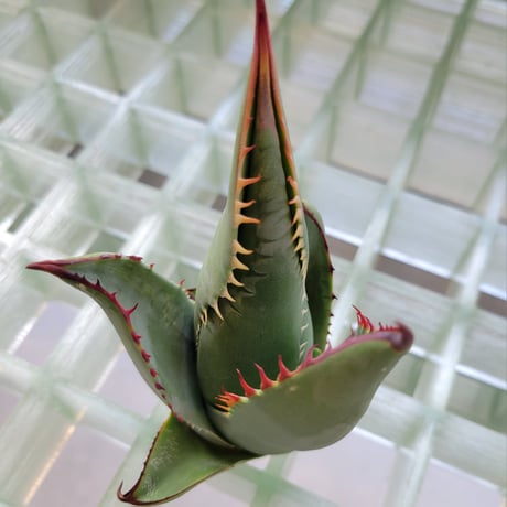 AGAVE SHAWII①