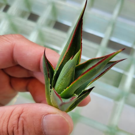 AGAVE BLUE GLOW  VARIEGATA　縞斑