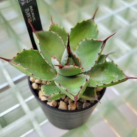 AGAVE 吉祥冠