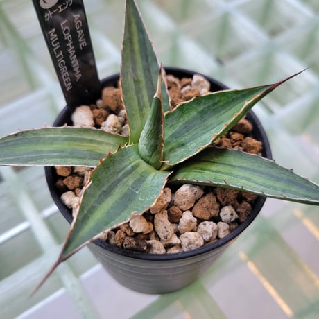 AGAVE LOPHANTHA MULTIGREEN