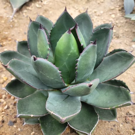 AGAVE ISTHMENSIS × VICTORIAE-REGINAE