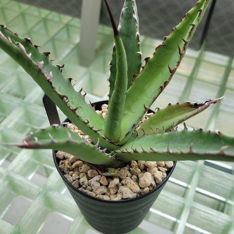 AGAVE KERCHOVEI(SP.)×COLORATA【カトーエンゲーハイブリッド】