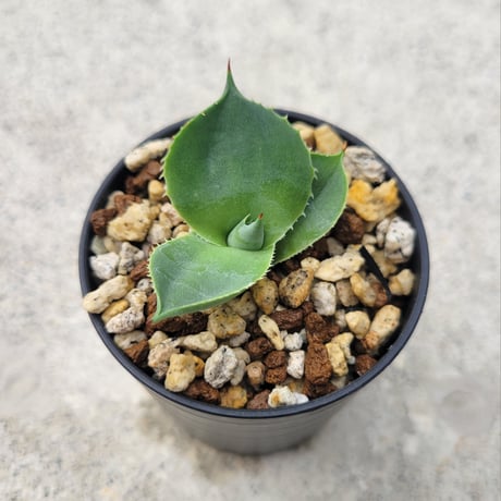 AGAVE ISTHMENSIS ダルマ葉①
