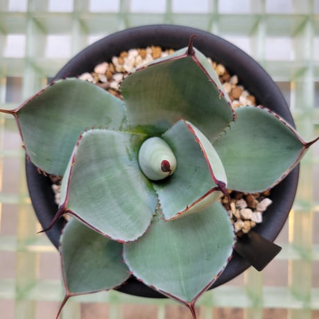AGAVE PARRYI TRUNCATA CUP LEAF