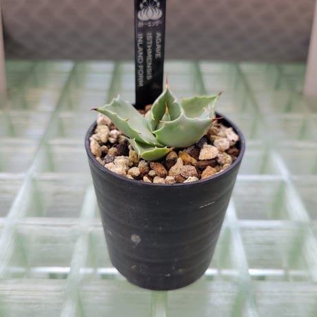 AGAVE ISTHMENSIS INLAND FORM
