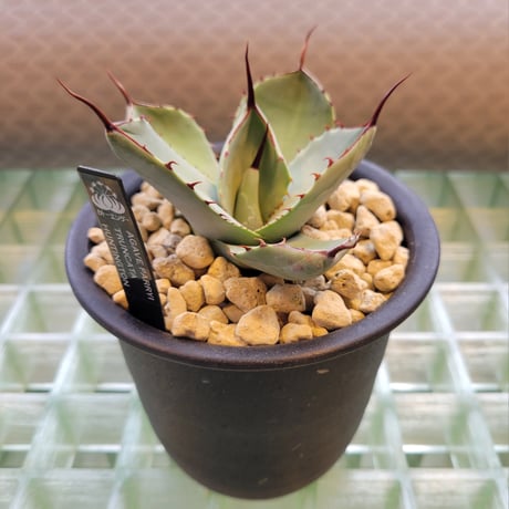 AGAVE PARRYI TRUNCATA HUNTINGTON