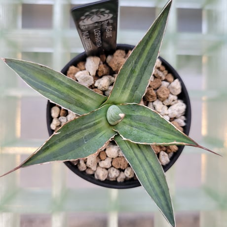 AGAVE LOPHANTHA MULTIGREEN