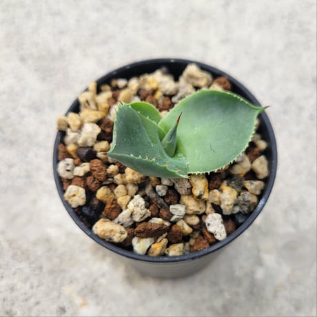 AGAVE ISTHMENSIS ダルマ葉②