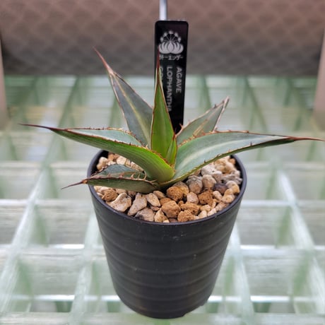 AGAVE LOPHANTHA GOLD FINGER