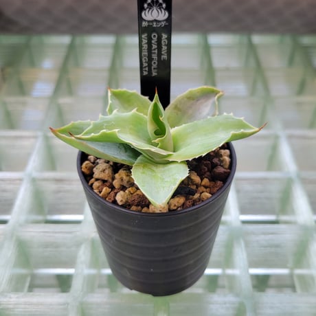 AGAVE OVATIFOLIA VARIEGATA(霜降り)
