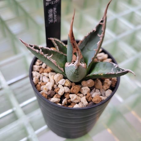 AGAVE 帝釈天