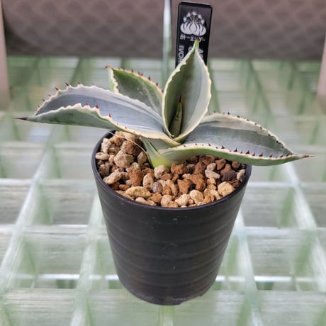 AGAVE GYPSOPHILA IVORY CURL
