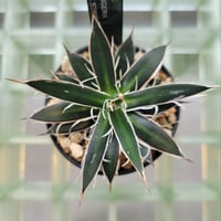 AGAVE SCHIDIGERA WHITE STRIPE