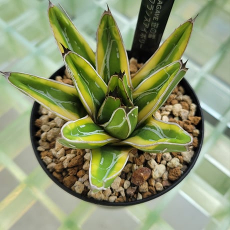 AGAVE VICTORIAE-REGINAE 笹の雪 フランスアイボリー