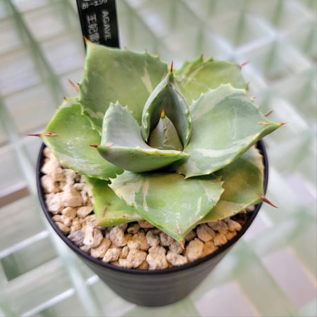 AGAVE 王妃雷神白覆輪