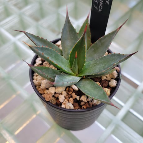 AGAVE ARIZONICA 小型タイプ